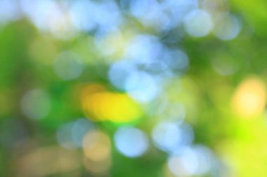 Yaz ormanındaki ağaçların bulanık görüntüsü.