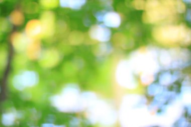 Yeşil yay yapraklarının bulanık görüntüsü. Kapat..