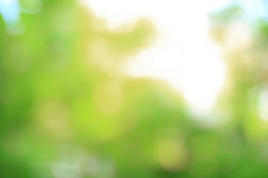 Ormanda taze yeşil yaprakların bulanık görüntüsü .