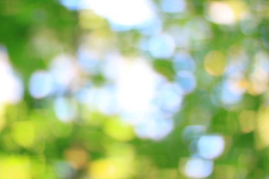 Yeşil yay yapraklarının bulanık görüntüsü. Kapat..