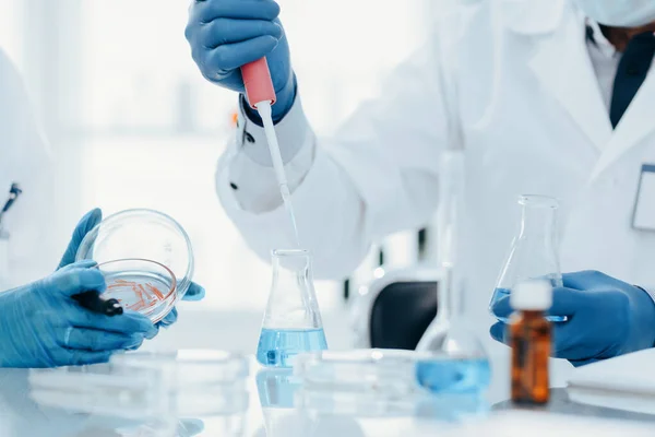 Zblízka. Vědci testují tekutinu z Petriho misky. — Stock fotografie