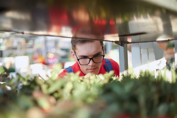 Venditore di piante in un centro di giardinaggio guardando vasi di fiori. — Foto Stock