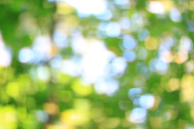 Yeşil yay yapraklarının bulanık görüntüsü. Kapat..