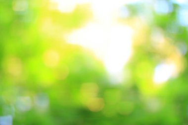 Ormanda taze yeşil yaprakların bulanık görüntüsü .