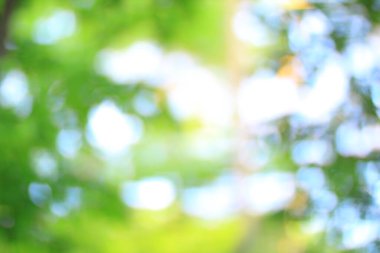 Sabah ormanındaki ağaçların bulanık görüntüsü.