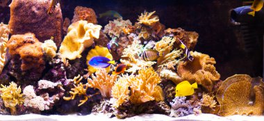 Autiful tropikal tatlı su Akvaryum balıkları ile ekili