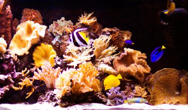 Autiful tropikal tatlı su Akvaryum balıkları ile ekili