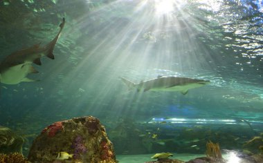 Ripleys akvaryum Kanada Toronto