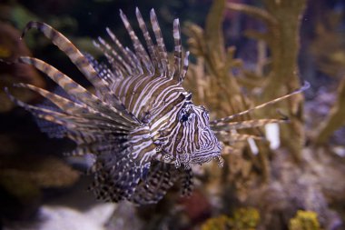 lionfish, pterois volitans