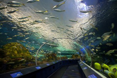 Ripleys akvaryum Kanada Toronto