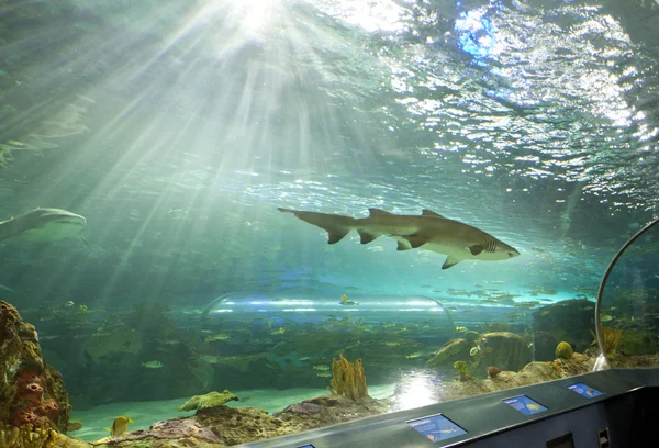 Ripleys Aquarium Kanada Toronto — Stock Fotó