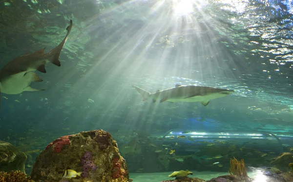 Ripleys Aquarium Canada à Toronto — Photo