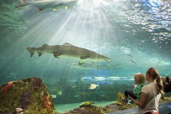 Ripleys Aquarium Canada in Toronto — Stock Photo, Image