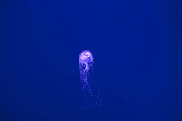 Jellyfish cnidarea — Stock Photo, Image