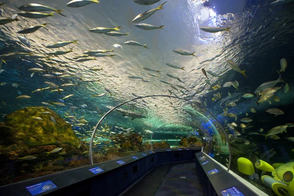 Ripleys Aquarium Canada in Toronto — Stock Photo, Image