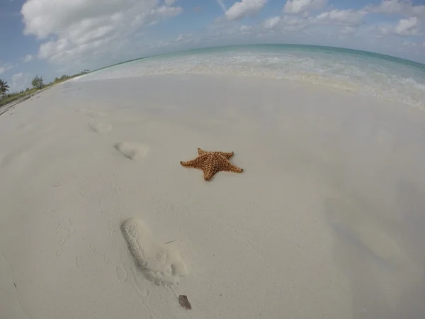 Tropikal kum plajındaki denizyıldızı — Stok fotoğraf