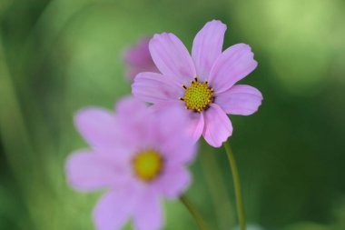 Renkli çiçeklerin arkaplan resmi