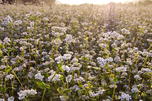 Feld blühender Buchweizen — Stockfoto