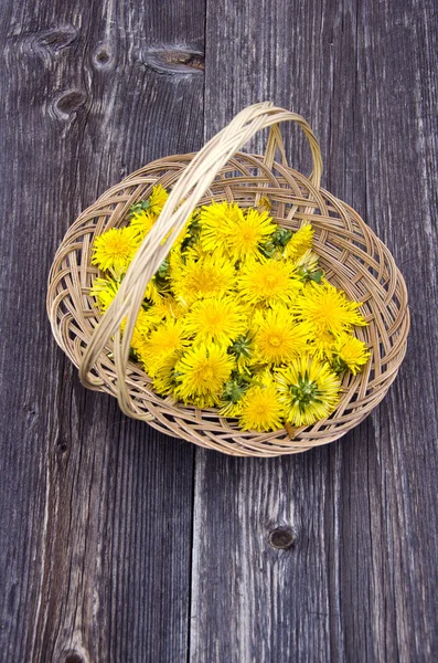 Bunch of fresh dandelions in wicker basket — Stock Photo, Image