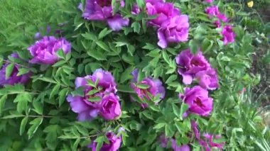 Bush başta çiçekli pembe Çin ağaç Şakayık