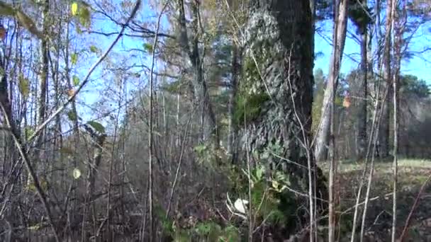 Tronc et branches de vieux bouleau 