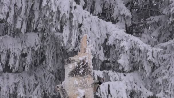 Dendrocopos medius perching na Karmnik dla ptaków wykonany z pnia brzozy — Wideo stockowe