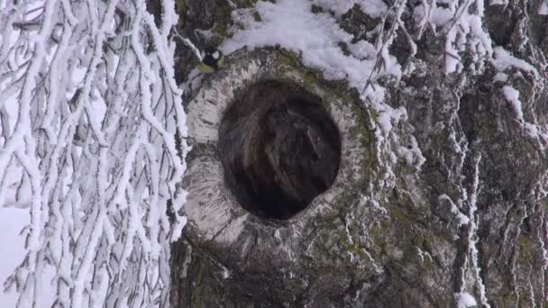 La gran teta saltando en el viejo agujero de la rama del árbol — Vídeos de Stock