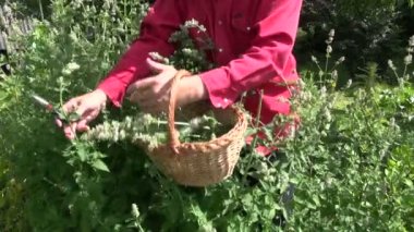 Nane limon balm bahçede toplama bahçıvan