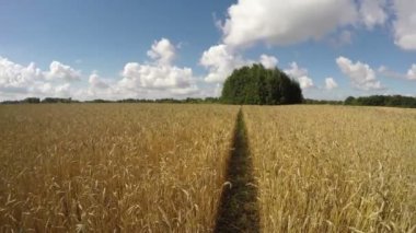 Bir şekilde buğday alanı güneşli bulutlu, zaman atlamalı 4k ile