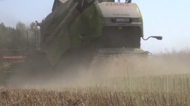 Kolza tohumu alanında hasat hasat