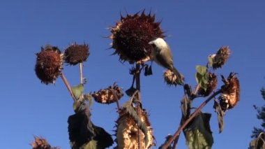 Parus palustris ayçiçeği tohumu başları üzerinde