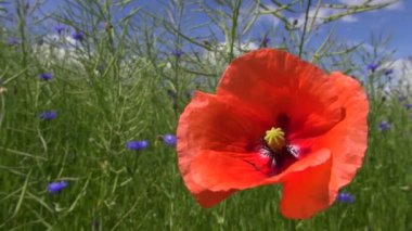 Peygamber kolza tohumu alanıyla tarafından çiçekli kırmızı alan haşhaş