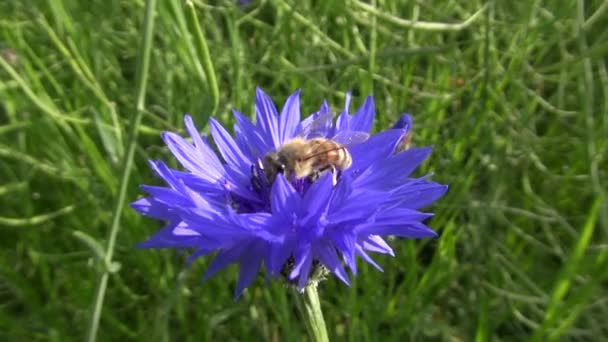 Včela na chrpy — Stock video