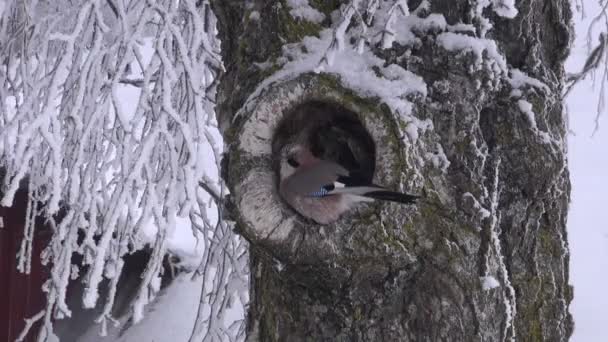 Eurasian jay perching in a hole of birch tree — Stock Video