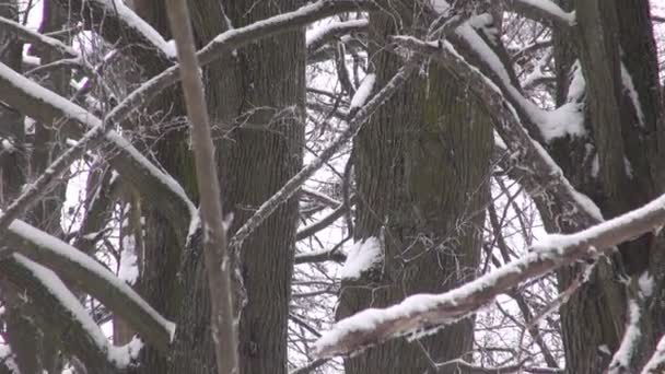 Neige tombant dans la ferme désolée 