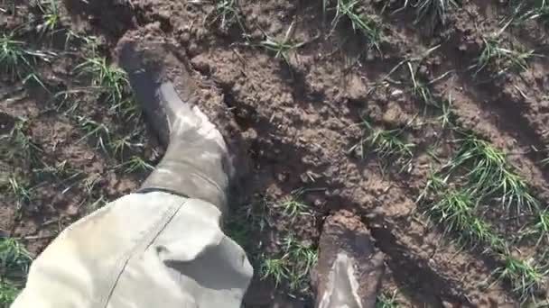 Farmer séta a fiatal búza mező — Stock videók