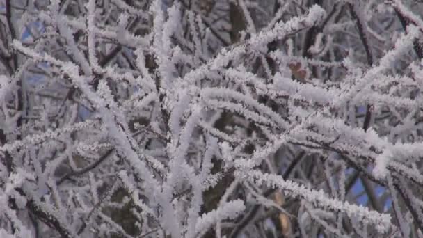 Hoarfrost cubierto ramas — Vídeo de stock