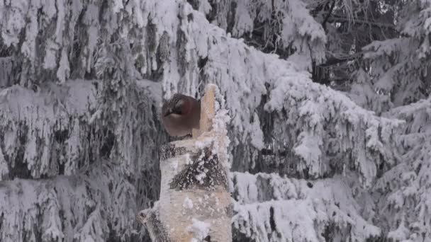 Geai eurasien perché sur souche de bouleau — Video