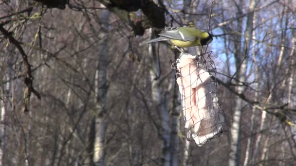 大山雀啄猪油在金属的喂鸟器 — 图库视频影像