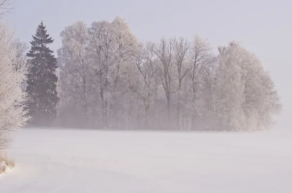 Bellissimo paesaggio invernale con brina e nebbia — Foto Stock