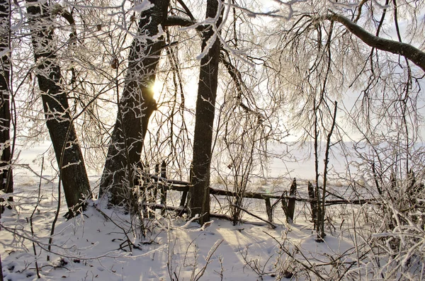 Nascer do sol no velho jardim de inverno abandonado — Fotografia de Stock