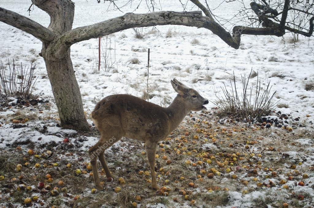 Three legged roe deer in winter garden