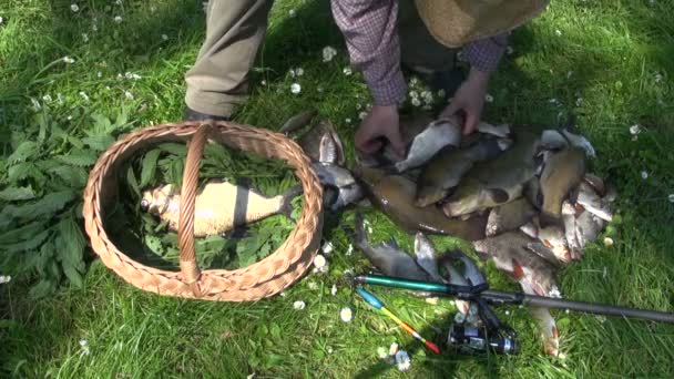 Homem colocando peixes recém-capturados em cesta de vime — Vídeo de Stock