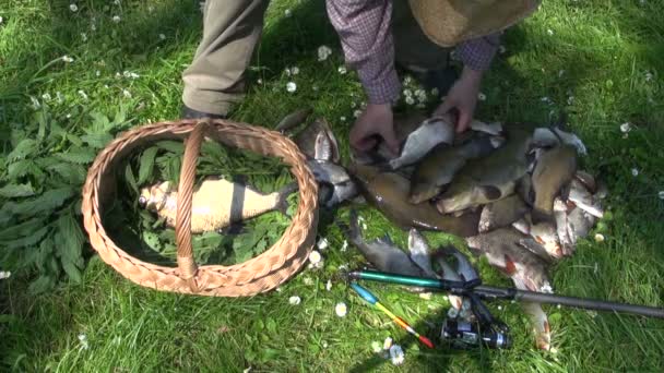 Uomo immissione di pesce appena pescato in cesto di vimini — Video Stock