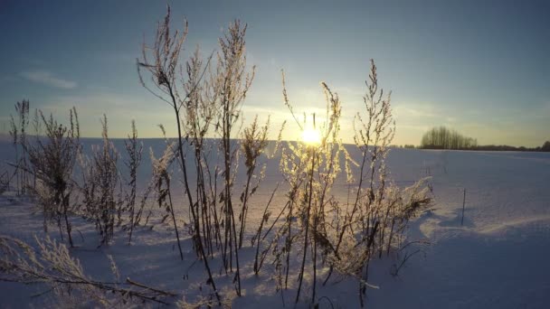 Zonsondergang in de velden op de winter's evening, time-lapse 4k — Stockvideo