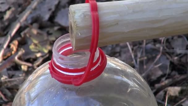 Linfa di betulla gocciolante in bottiglia di plastica — Video Stock