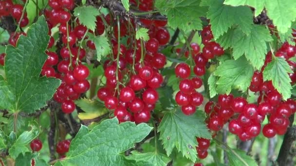 Bayas maduras de grosella roja — Vídeos de Stock