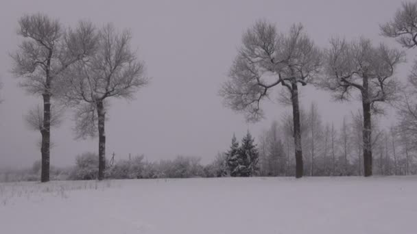 白霜覆盖老树 — 图库视频影像