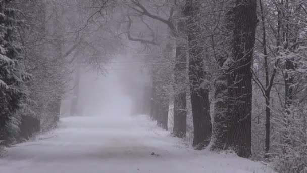 Estrada entre árvores velhas cobertas de neve — Vídeo de Stock