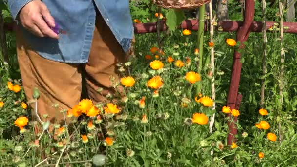 Человек собирает календулы цветет, 4K — стоковое видео